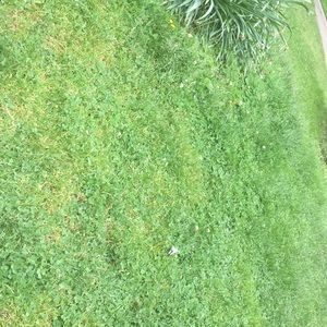 Meet your Posher, Dakota